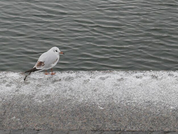 Foto la gaviota posada en el mar