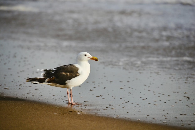 La gaviota posada en una playa