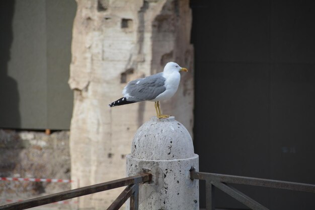 La gaviota posada en un poste contra la pared