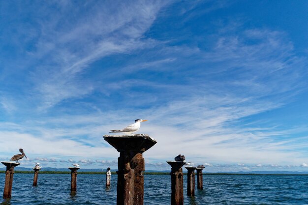 La gaviota posada en un poste de madera en el mar contra el cielo