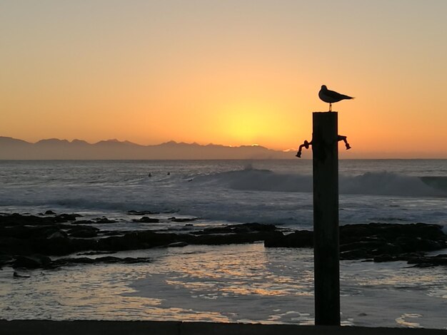 La gaviota posada en un poste de madera en el mar durante la puesta de sol