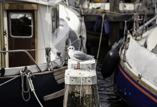 Foto la gaviota posada en un poste de madera en el puerto