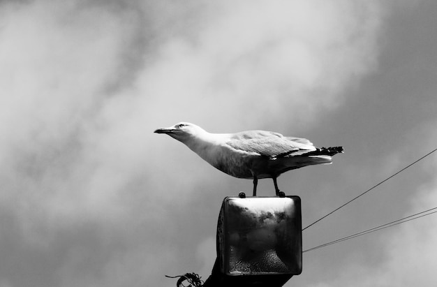 Foto la gaviota posada en un poste de madera