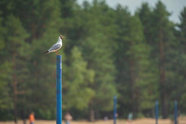 Gaviota en un poste contra árboles verdes