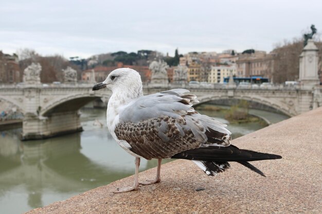 La gaviota en un puente