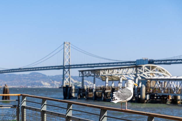 Gaviota en el puerto de San Francisco.