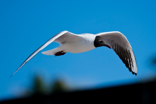 Gaviota reidora volando