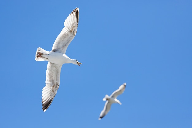 gaviota retroiluminada por el sol vuela