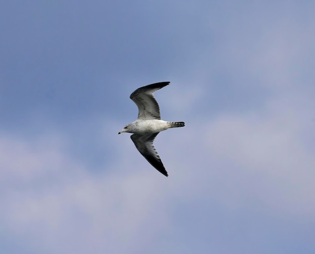 Foto gaviota ringbilled juvenil con alas extendidas