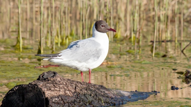 una gaviota de río se para en un tronco