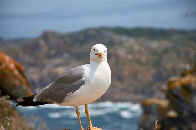 Foto una gaviota en una roca en las islas cies en vigo