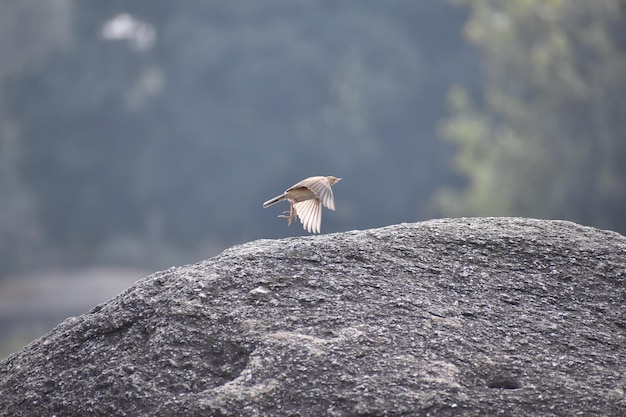 Foto la gaviota en una roca