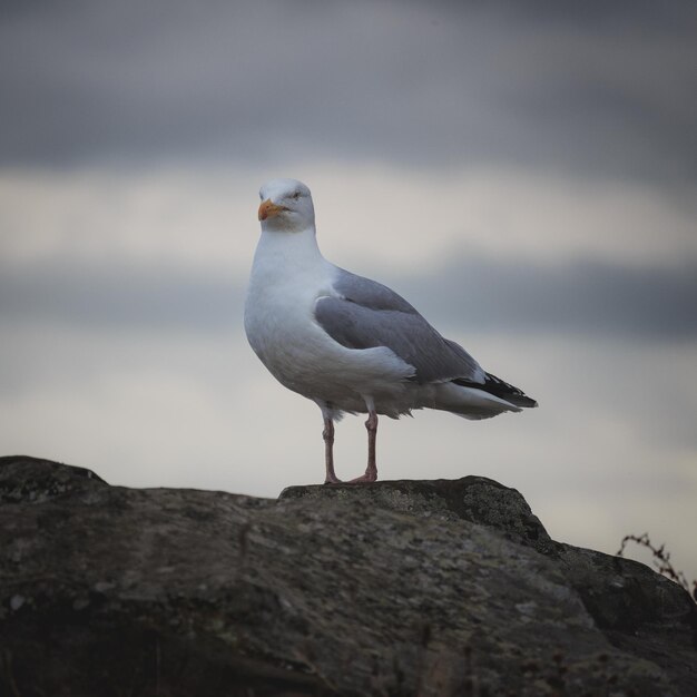 Foto la gaviota en una roca