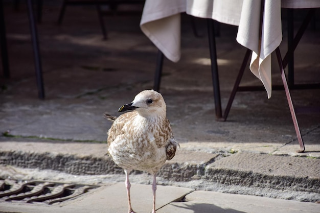 Gaviota salvaje en la acera de la ciudad Barcelona España