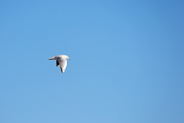 Gaviota salvaje en fondo de cielo azul natural.