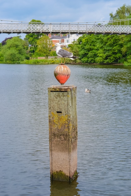 Gaviota sentada en la boya del río