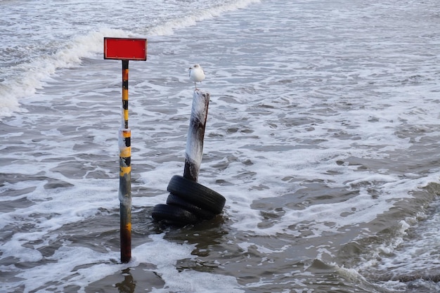 Gaviota sentada en un poste de olas en la playa