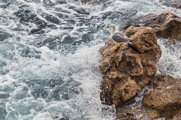 Gaviota sentada sobre una roca con olas rompiendo