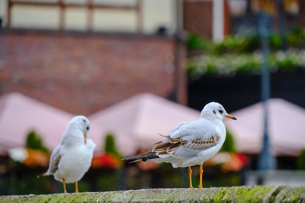 Gaviota sentada terraplén de barandilla de hormigón en tiempo nublado