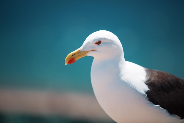 Gaviota sentada en una valla en el puerto de Valparaíso