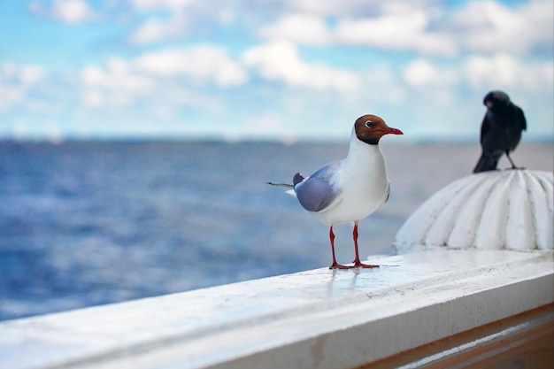 La gaviota se sienta en una barandilla de mármol con el telón de fondo del mar y el cielo azul. Primer pájaro gaviota mira la cámara.