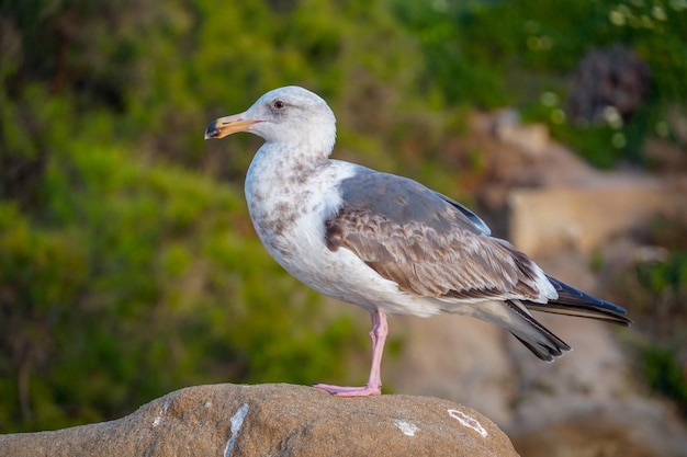 Una gaviota se sienta en una roca frente a un árbol verde.