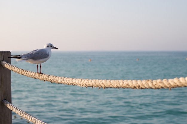 Una gaviota se sienta en una valla de cuerda en una playa en Dubai