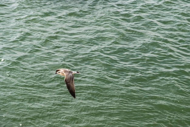 Foto la gaviota sobre un fondo azul la gaviota del arenque europeo larus argentatus la gaviota volando frente a las nubes azules