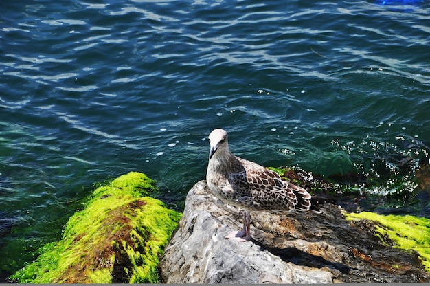 Gaviota sobre una piedra grande sobre las olas del mar. Las piedras grandes de la orilla están cubiertas de algas.