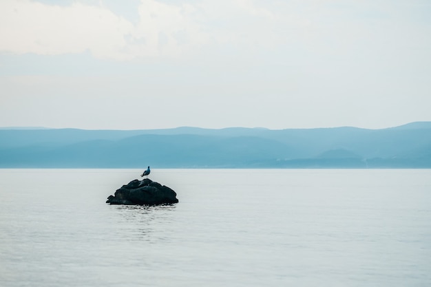 Gaviota sobre una piedra en el mar.