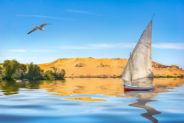 Gaviota sobre el río Nilo y velero en Asuán