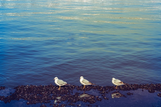 Gaviota sola en agua del mar