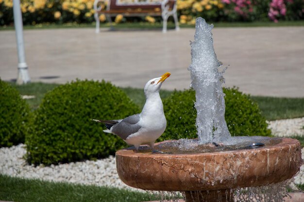 Gaviota sola al lado de una fuente