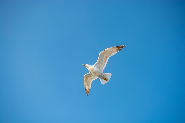 Gaviota sola ave marina volando en el cielo con el cielo como fondo