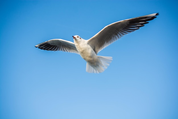 Gaviota sola ave marina volando en el cielo con el cielo como fondo