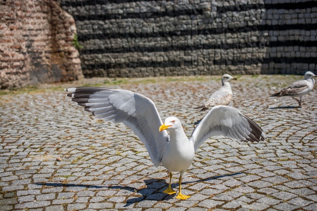 Gaviota sola en la calle