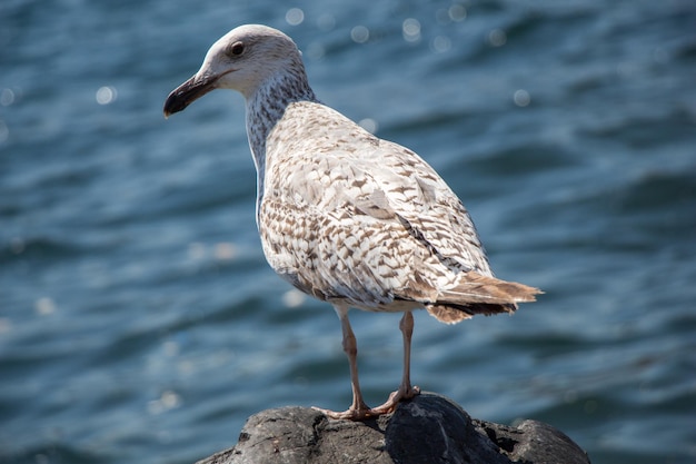 Gaviota sola se encuentra en la orilla del mar