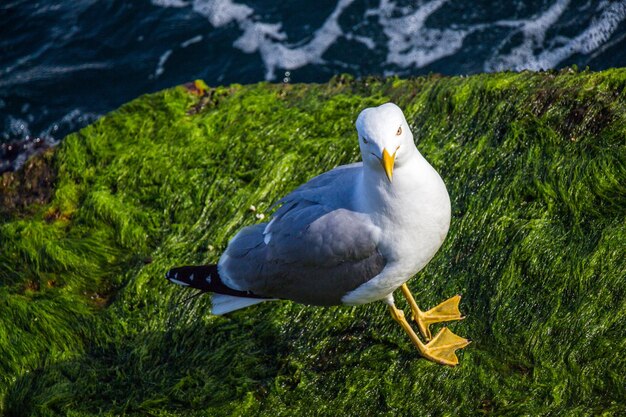 Gaviota sola se encuentra en la orilla del mar