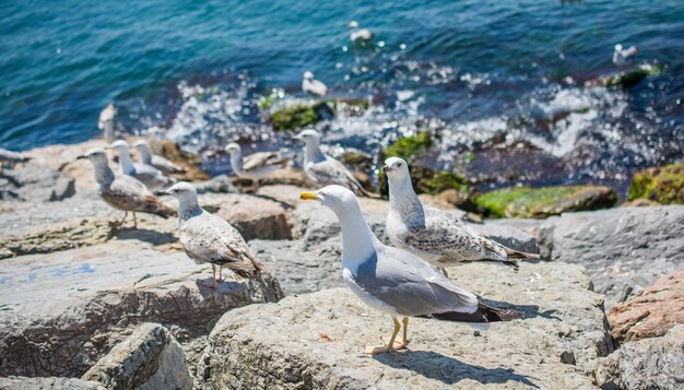 Gaviota sola se encuentra en la orilla del mar