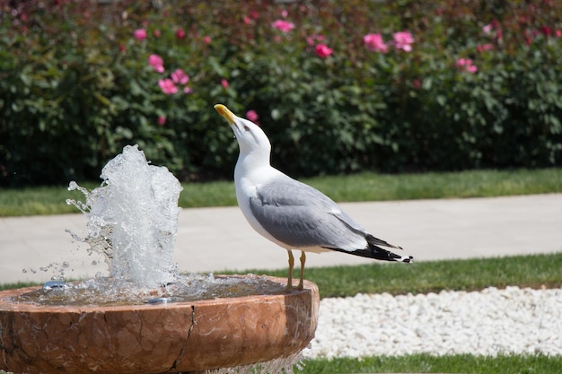 Gaviota sola en el parque con rosas