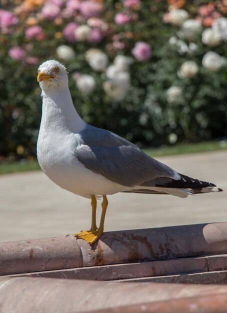 Gaviota sola en el parque