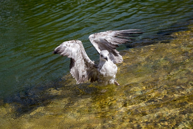 Gaviota sola que tiene un baño de agua