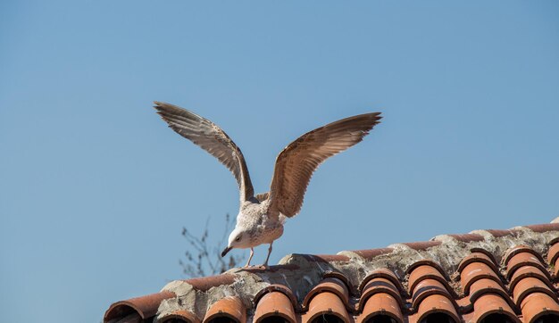 Gaviota sola sentada en el techo