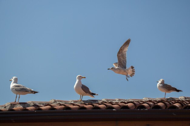 Gaviota sola sentada en el techo