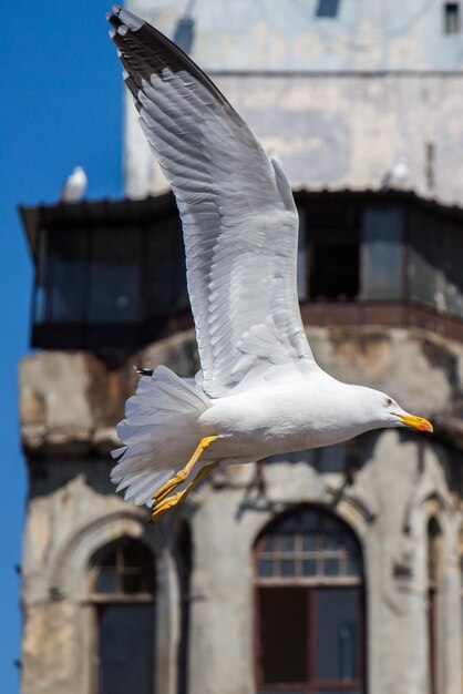 Gaviota sola sobre el techo del edificio