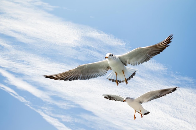 Gaviota sola volando en un cielo azul