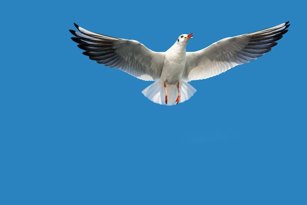 Foto gaviota sola volando en un cielo azul