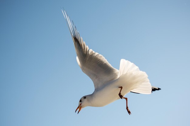 Gaviota sola volando en un cielo azul