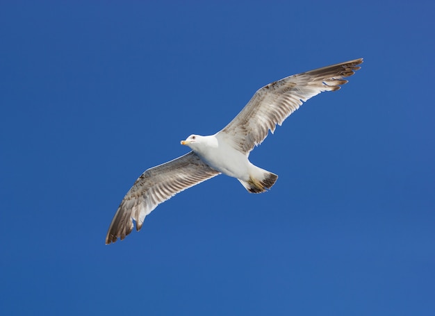 Gaviota sola volando en un cielo como fondo.