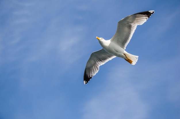 Gaviota sola volando en un cielo nublado